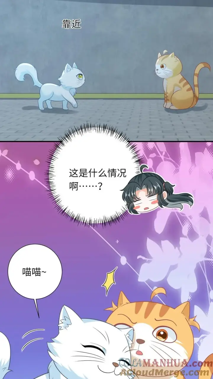 《我出钱你出命，我俩一起神经病》第113话 脱离掌控的大橘图7